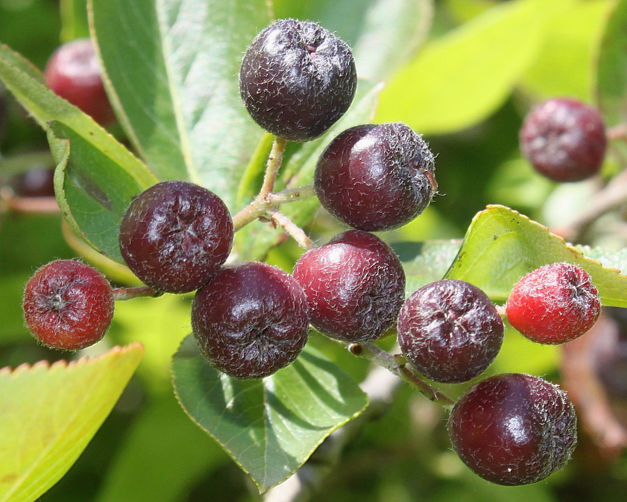 Plant Image